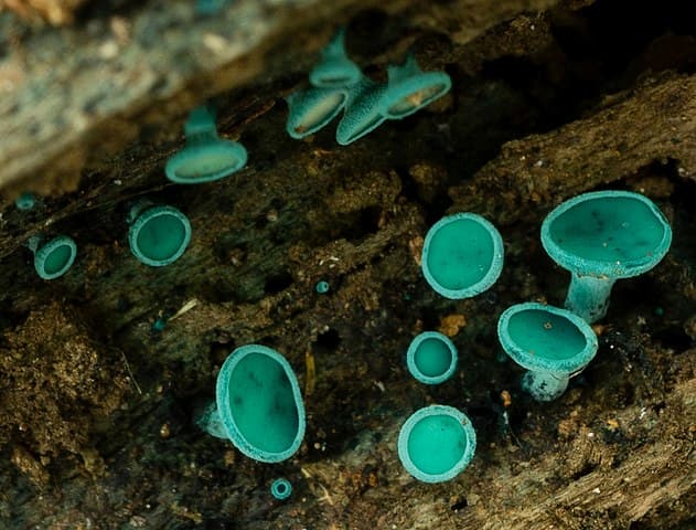 Chlorociboria_aeruginosa