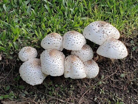 Chlorophyllum_molybdites_in_Argentina