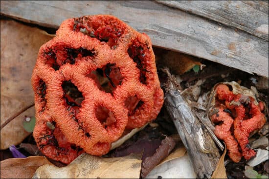 Clathrus_ruber mushroom