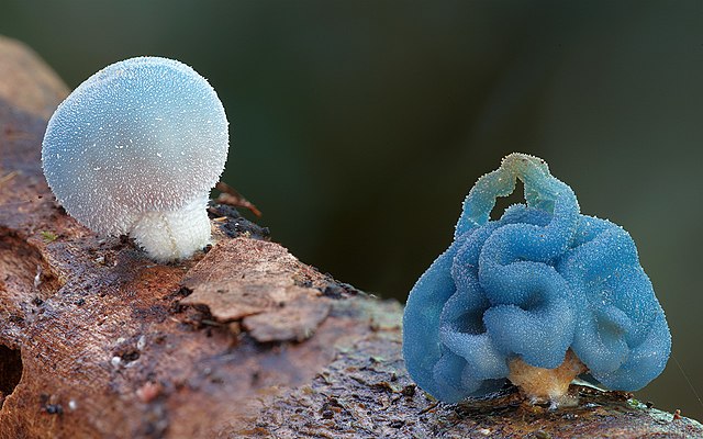 Coprinopsis Pulchricaerulea