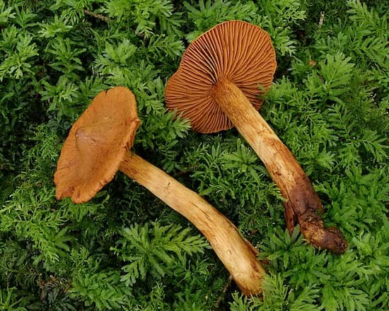 Cortinarius_rubellus