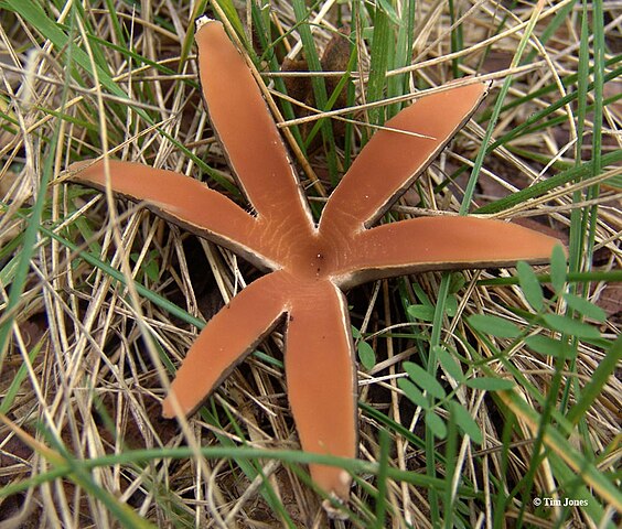 Chorioactis geaster mushroom