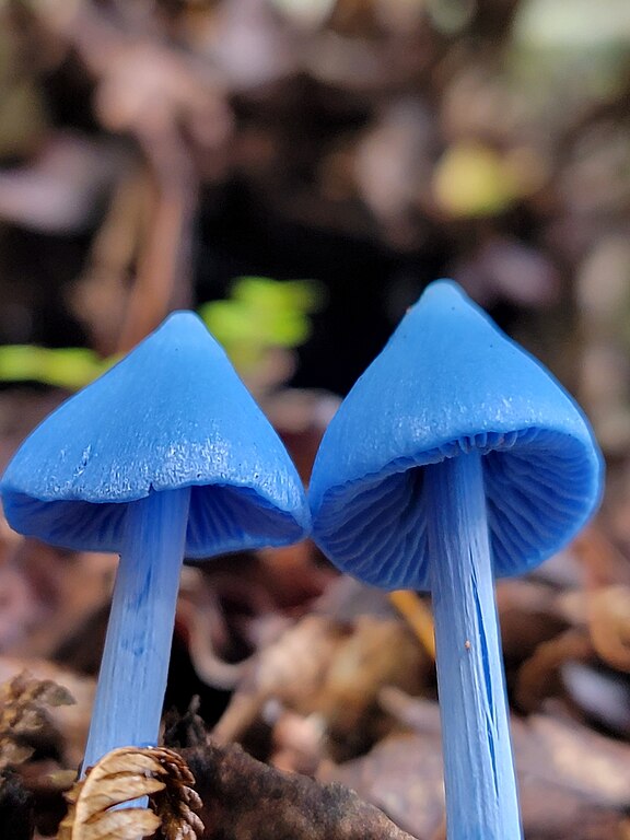 Entoloma hochstetteri