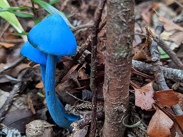 sky blue mushroom in the forest