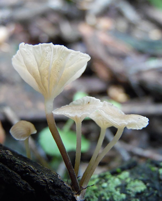 Gerronema viridilucens is also one of the mushrooms that glow in the dark