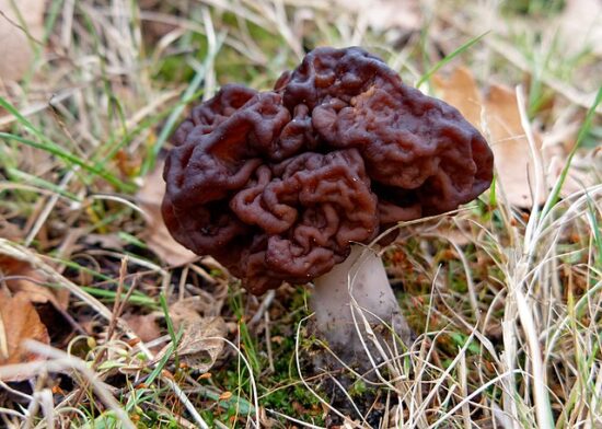 Gyromitra esculenta