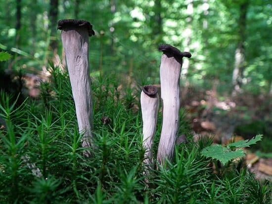 Lejkowiec_dety_Craterellus is a weirdest looking mushrooms