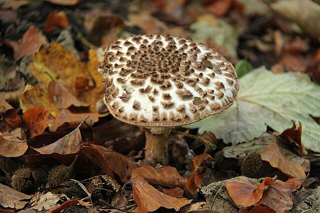 Lepiota_aspera_Strypemonde