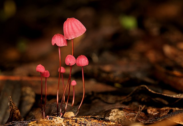 Marasmius Haematocephalus in the forest