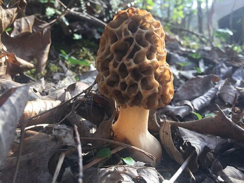 morels