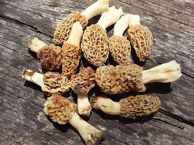 Morel mushrooms