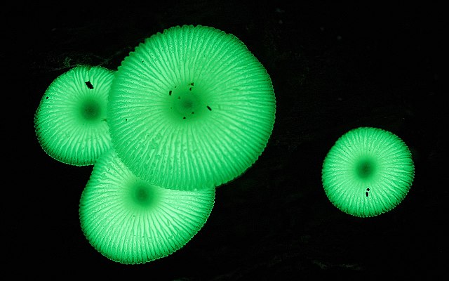 Mycena_chlorophos