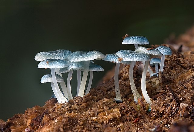 mycena Interrupta in the wild