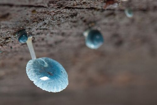 blue mycena growing