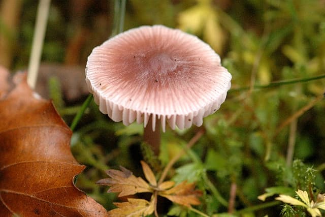 Mycena_pura_-_Lindsey