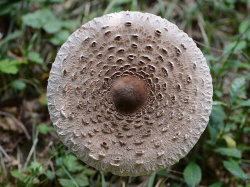 macrolepiota procera cap