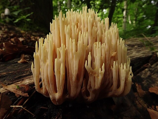 Ramaria_formosa