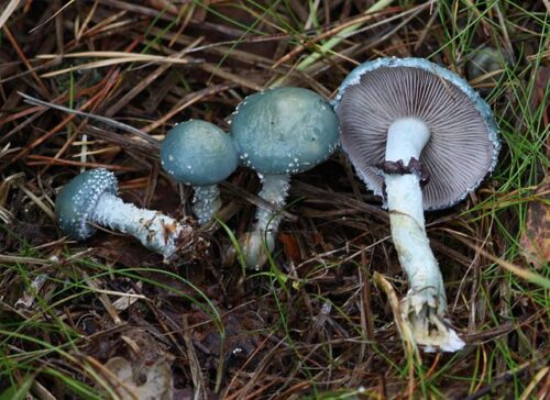 A couple of Stropharia aeruginosa mushrooms