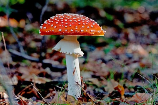 amanita muscaria mush