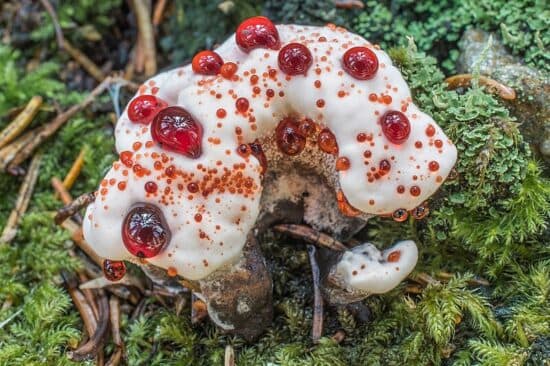 Hydnellum peckii is a great example of the weirdest looking mushrooms