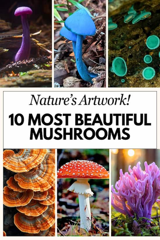 most beautiful mushrooms