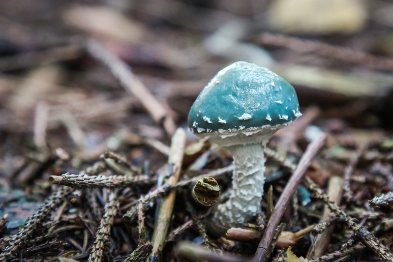 blue headed mushroom in the forest