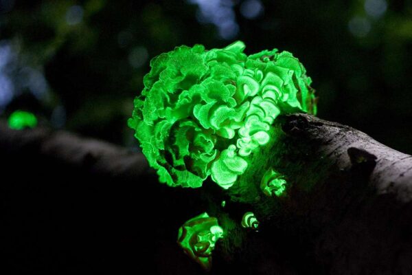 mushrooms that glow in the dark