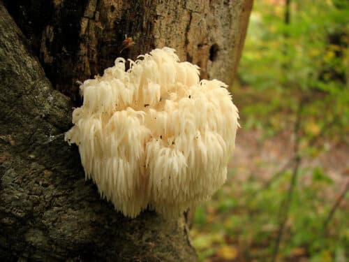 lions mane