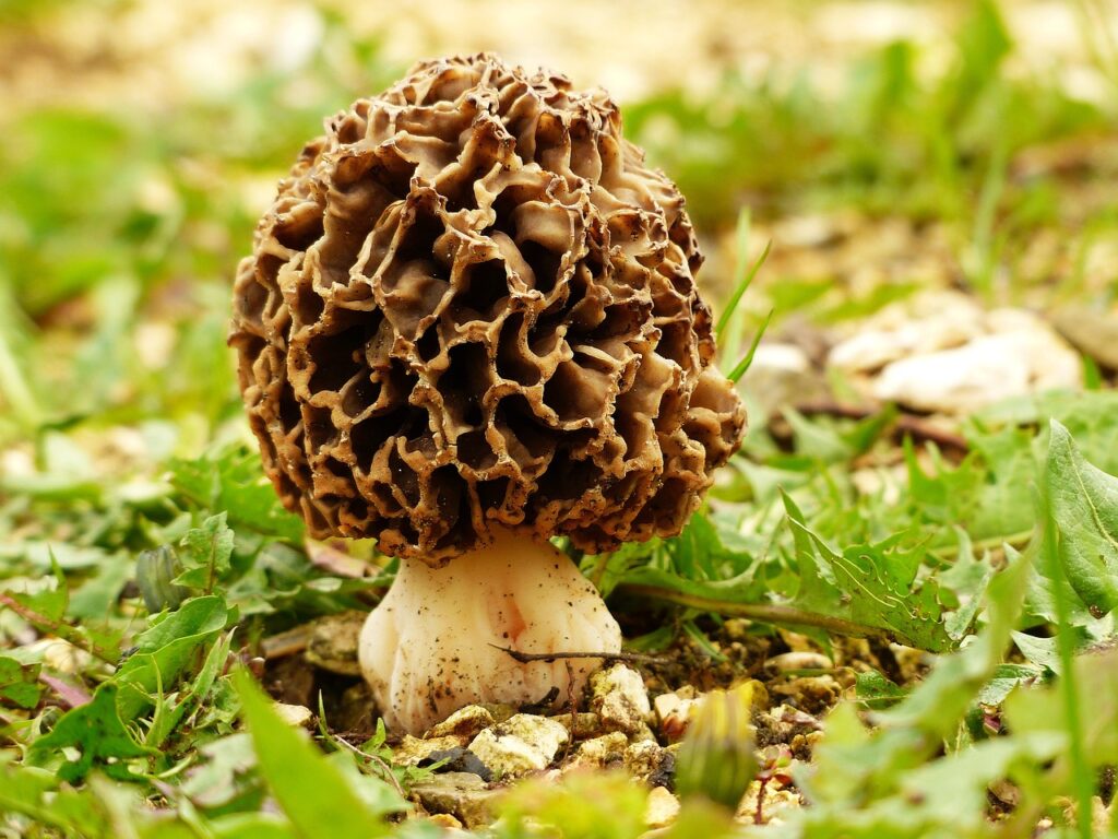 morchella (morel) in the wild