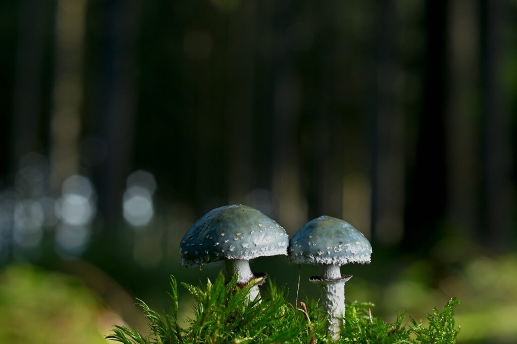 stropharia aeruginosa mushroom in the wild