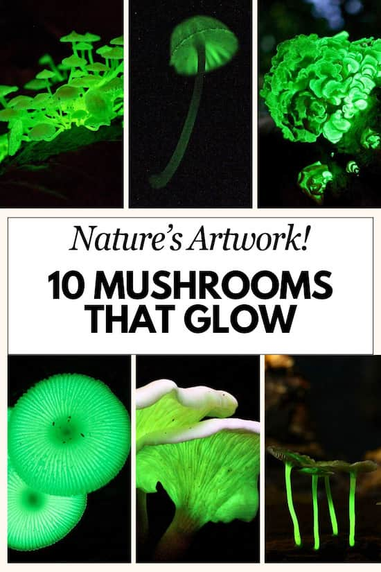 mushrooms that glow in the dark