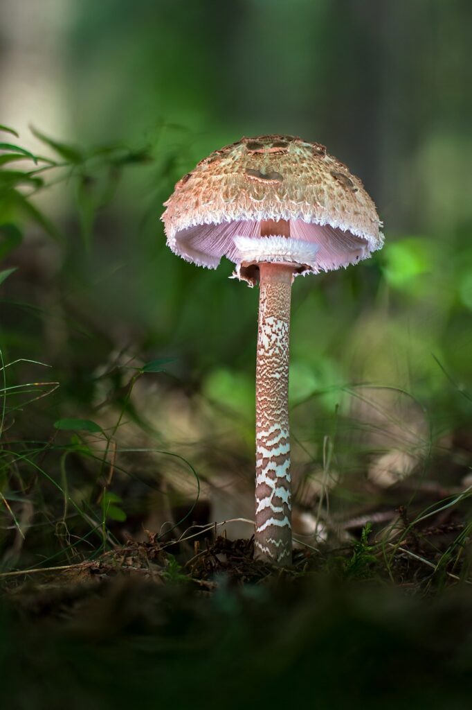 Parasol Mushroom in The forest