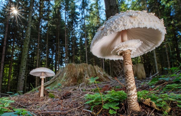 parasol mushroom 3