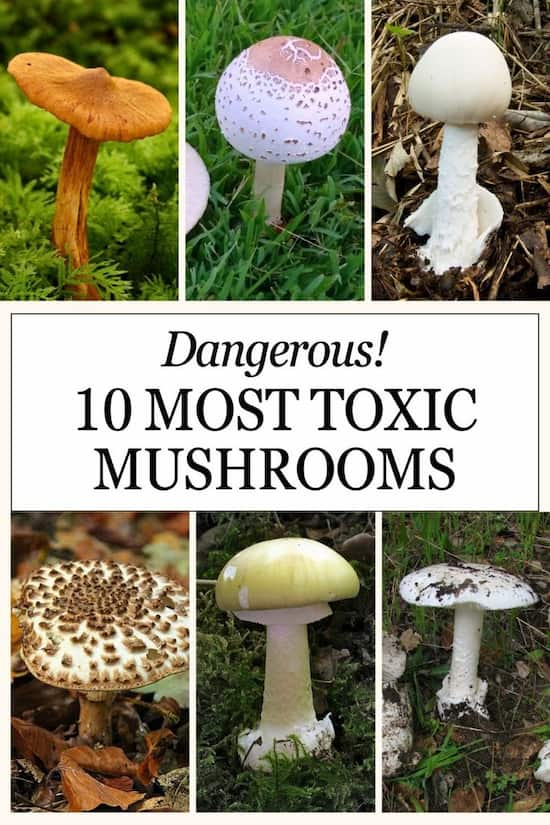 the Most Toxic Mushrooms - Top 10