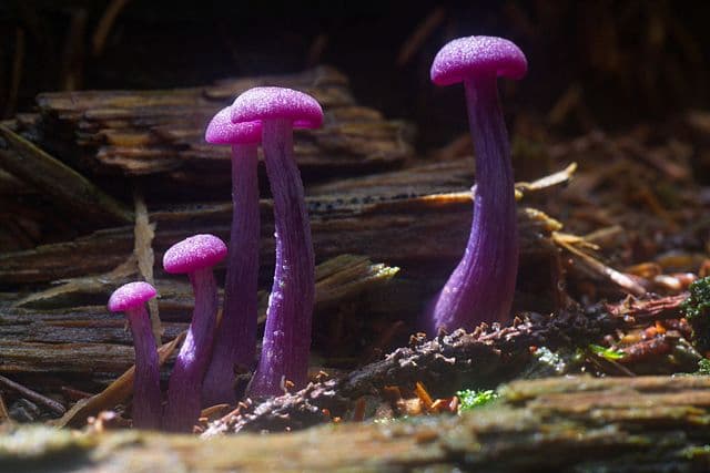 Amethyst Deceiver is one of the weirdest looking mushrooms