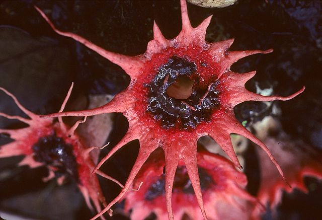 Aseroe rubra mushrooms