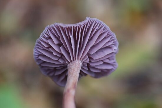 Amethyst Deceiver mushroom