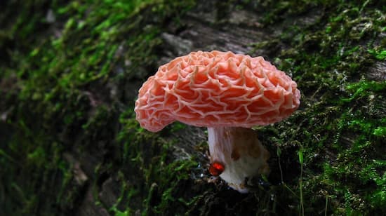 Rhodotus Palmatus mushroom