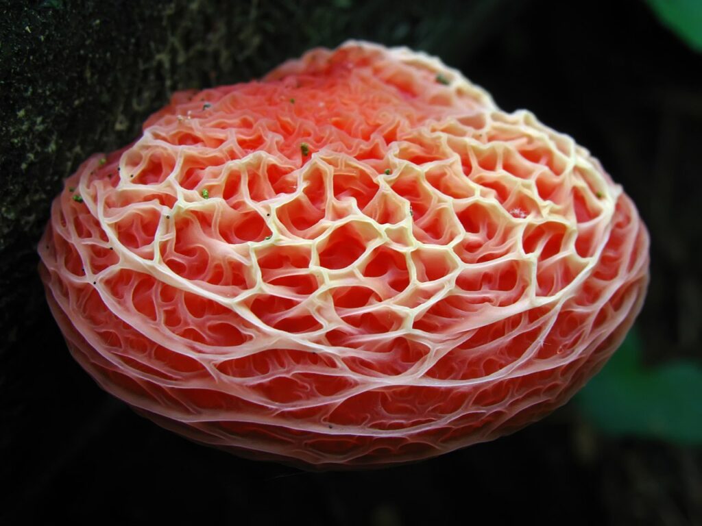 Rhodotus Palmatus photo